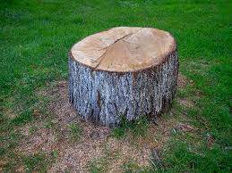 How Our Tree Care Process Works  in  Galveston, TX