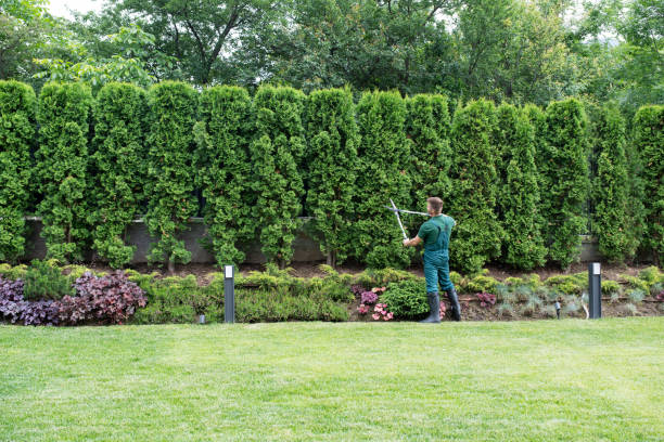 Reliable Galveston, TX Tree Removal Solutions