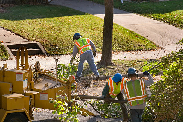 Best Lawn Renovation and Restoration  in Galveston, TX